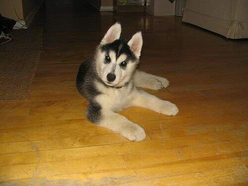 Siberian Husky